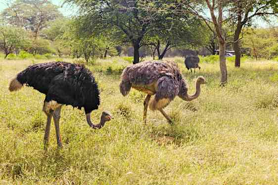 Tre strudse æder græs i Dakar