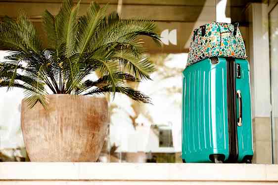 En palme, kuffert og håndbagage