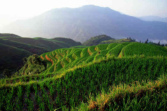 Risterrasser i Longsheng, Guangxi