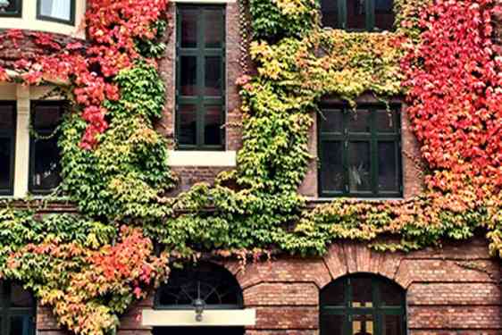 Rådhusvin om efteråret