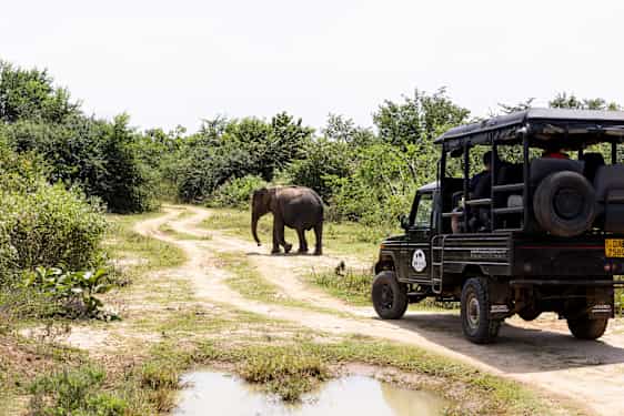 Elefant på Sri Lanka