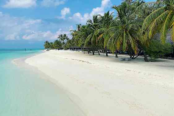Palmer langs strandkanten og turkisblåt hav
