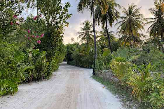 Frodig grøn sti på Maldiverne