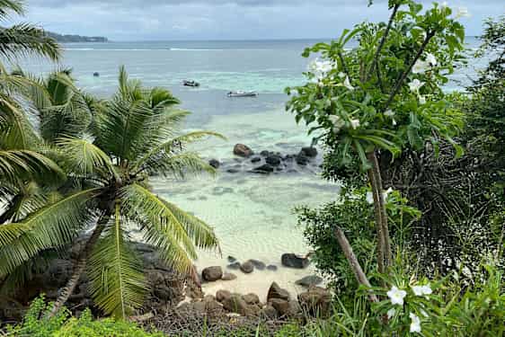 Anse Royale strand med palmer