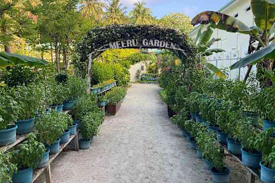Gang omkranset af planter og blomster