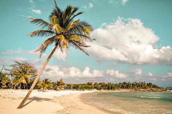 Palme på strand i Mexico