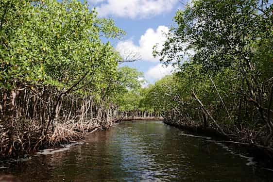 Vandvej gennem mangroveskov