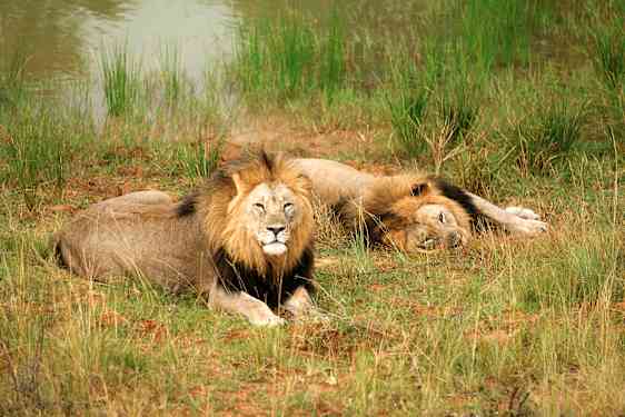 To løver slapper af