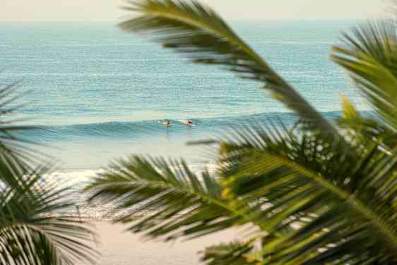 palmeblade og surfere