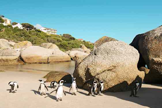 Pingviner i Sydafrika