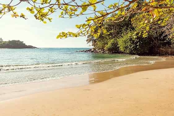 smuk strand med palmer i baggrunden