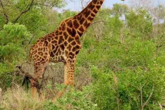 Giraf i Kruger nationalpark