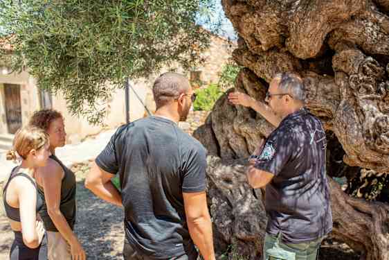Guidet tur i en olivenlund.