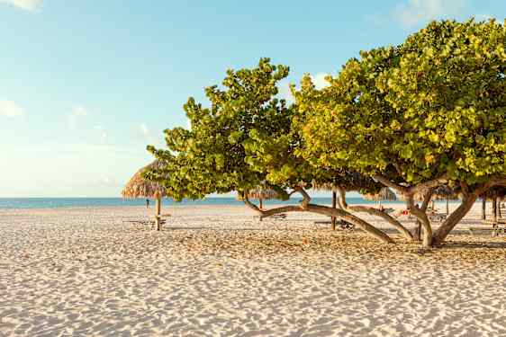 Træ på stranden på Aruba