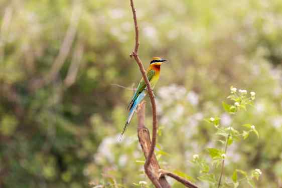 Farverig fugl på gren