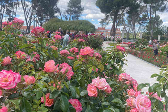 Rosenhaven i Parque del Oeste