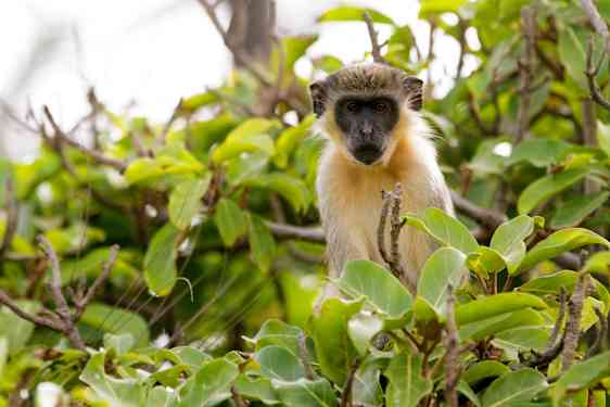 En lille abe sidder i et træ