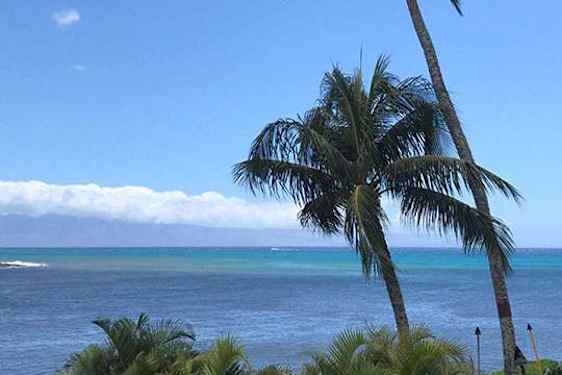 Palmer på Maui