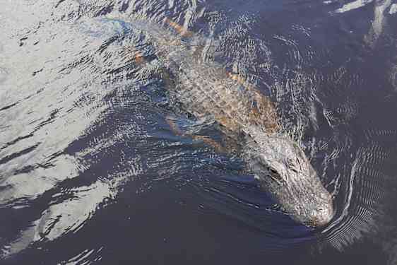 Alligator i vandoverfladen i Everglades