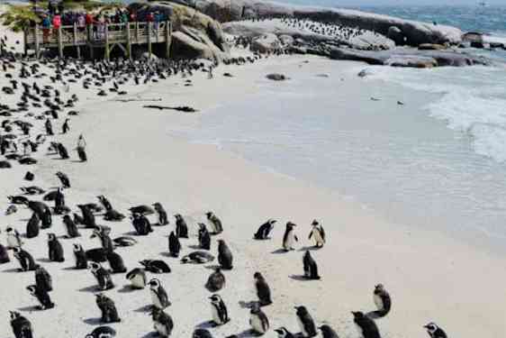 Pingviner på Boulders beach