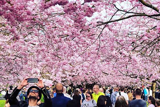 Kirsebærblomster i flor på Bispebjerg Kirkegård