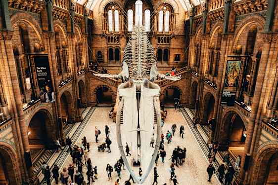 Naturhistorisk Museum, London. Foto: Sheng Li. Unsplash