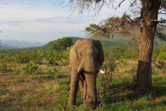 Elefant i Kruger nationalpark