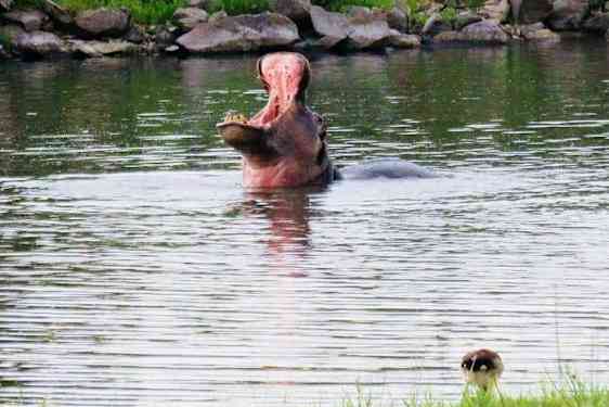 Flodhest i Kruger nationalpark