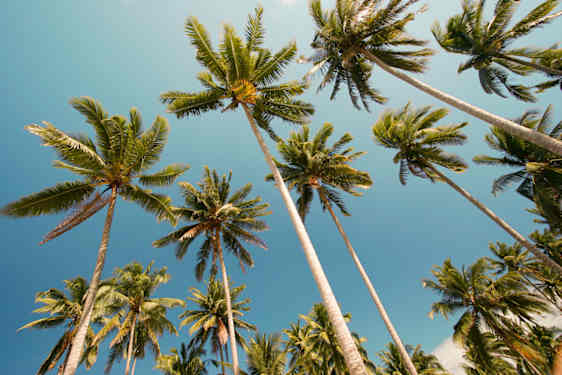 Palmer og blå himmel