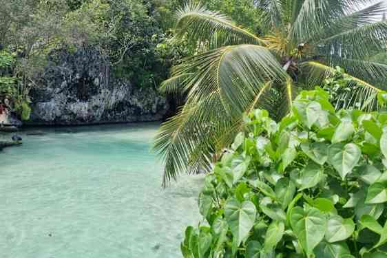 Palmer og klart badevand