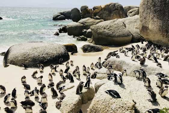 Boulders beach