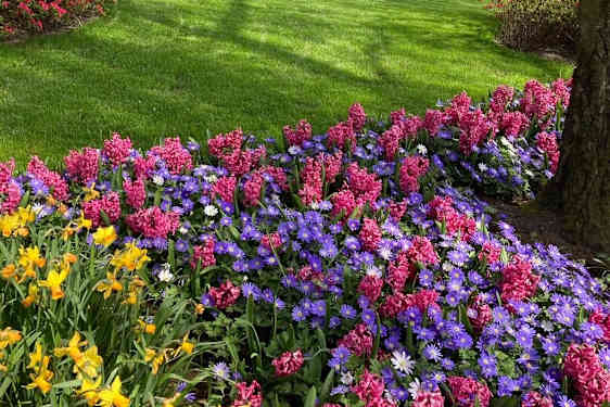 Tulipaner i Keukenhof