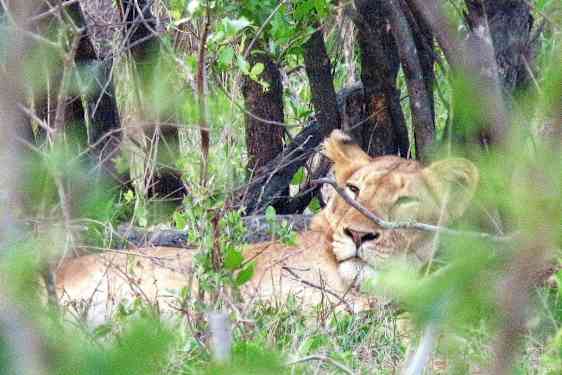 Løve set på safari