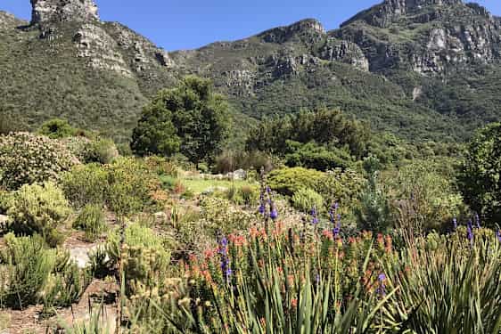 Kirstenbosch National Botanical Garden