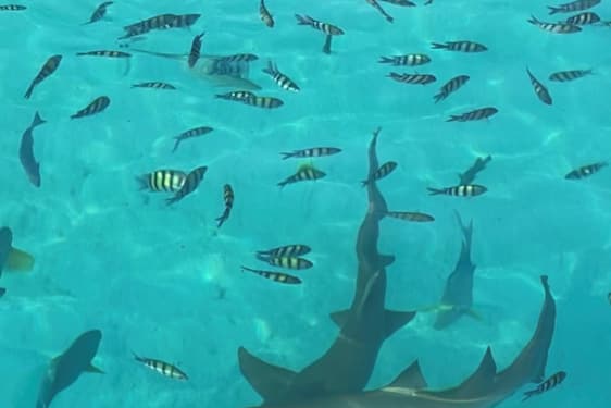 Hajer og småfisk i turkisblåt hav