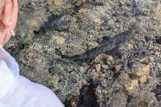 Shark Bay