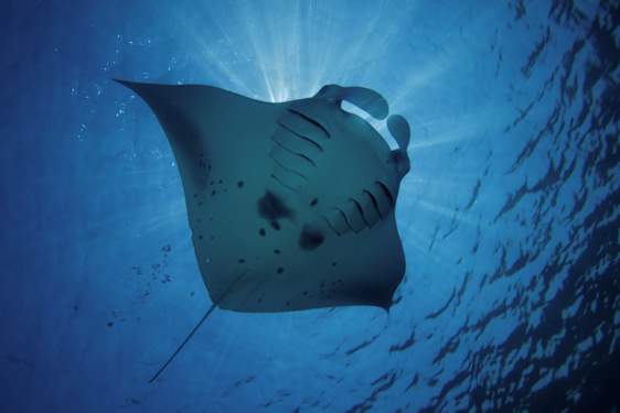 Dykning på Maldiverne