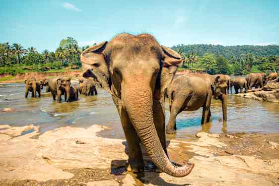 Elefant på Sri Lanka