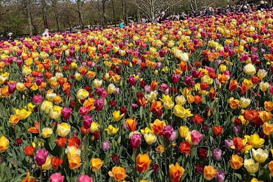 Tulipaner i Amsterdam