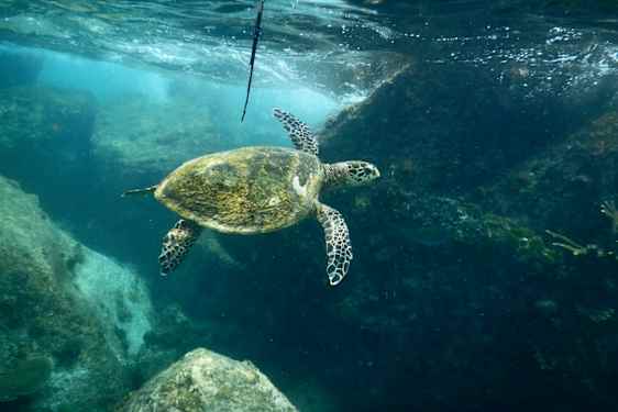 Havskildpadde under vandet