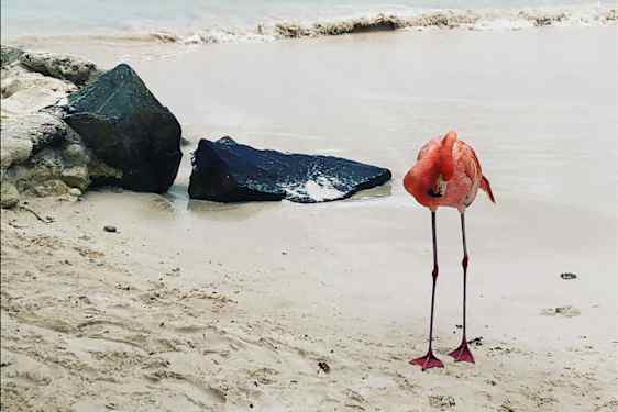 Flamingo på stranden