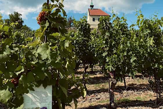 Vingårdens mange druer