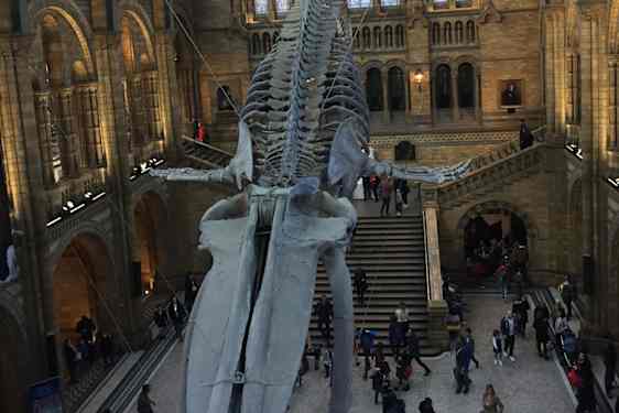 Det Naturhistoriske Museum i London