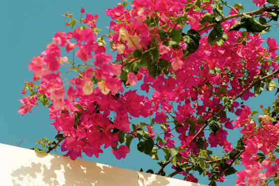 Smukke pink blomster