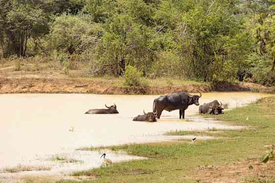 Vilde bøfler i deres rette element