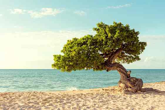 Eagle Beach Aruba