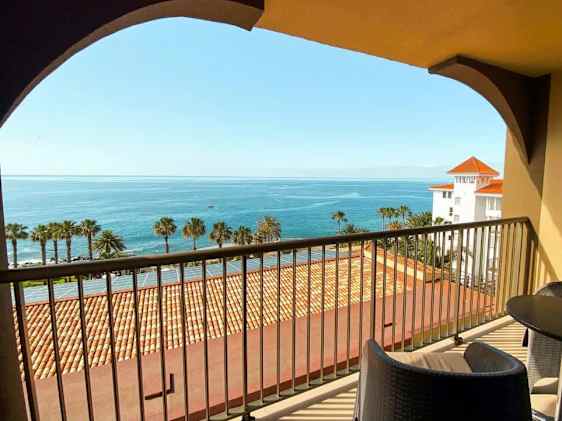 Søpapegøje. Foto: Unsplash