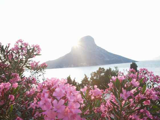 Søpapegøje. Foto: Unsplash