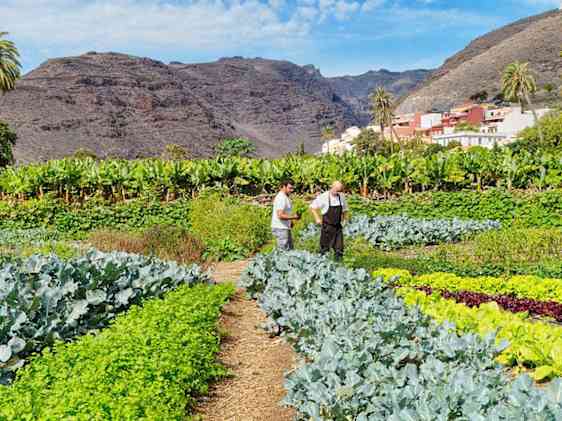 Hotellets kok i køkkenhaven 