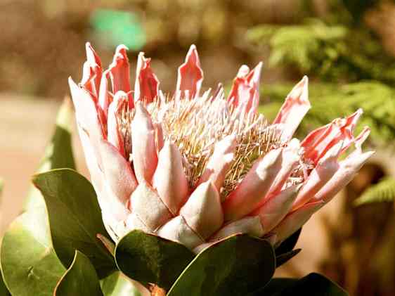 Smuk blomt på La Gomera